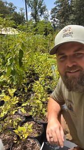 So thankful that @recreativenatives is filling this need for Alabama! Excited to get these green hawthorns planted at my place! #nativehabitatproject #conservation #nativeplants #alabama #plantnative | Native Habitat Project