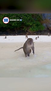 37K views · 317 reactions | These guys aren’t monkeying around!  | Daily Mail Video | Facebook