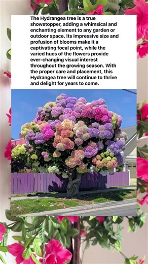 🌸 The Hydrangea Tree That Looks Fake But Is 100% Real 😍 #HydrangeaTree #NatureIsBeautiful