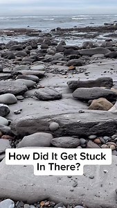 Jurassic Fossil hunting on a remote beach filled with sea creatures! This loose slab of shale was hiding many nodules within! The nodules opened up just like a geode! 🤯🏝 Thanks for supporting our page! 🐊 #beach #fossil #geode #fossilhunting #fyp #fblifestyle | Yorkshire Fossils