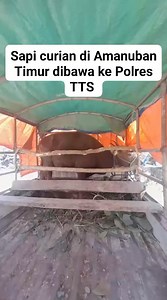 67K views · 1.7K reactions | Sapi curian di Amanuban Timur dibawa ke Mapolres TTS #polrestts #sapicurian semua orang Follow Timor Savana untuk mendapatkan informasi terbaru lainnya | Timor Savana | Facebook