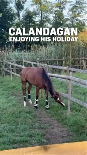 The 2025 Longines’ World’s Best Racehorse is enjoying a well-deserved summer break 😎🎥 Aga Khan Studs