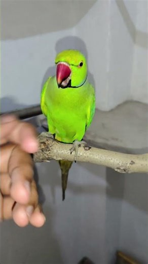 #How to hand tame aggressive parrot #handtamedbirds #parrot #mithu