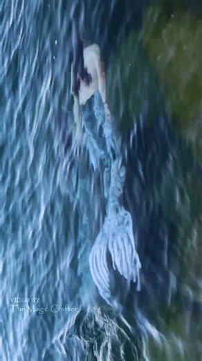 Two selkies drift into the water