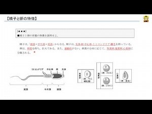 精子と卵の特徴 【高校生物】