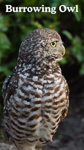 1.2K views · 49 reactions | These tiny, long-legged owls don’t live...