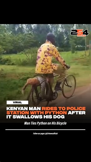 Kenyan Man Ties Python to His Motorbike and Takes It to a Police Station After Finding It Swallowing His Dog. | 254 News