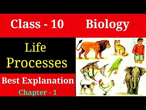 Life processes class 10 science biology | Biology class 10 Chapter 1 | Class 10 bio chapter 1