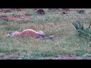 Python abandons impala when it cannot swallow it. - Tembe Elephant Park - africam - explore.org