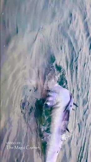 The Great Lakes Mermaid (dives into the water)