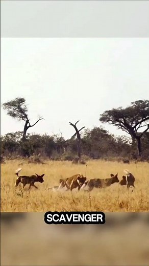 One Jackal cry, and the Leopard Lost Everything #animals #wildlife #shorts