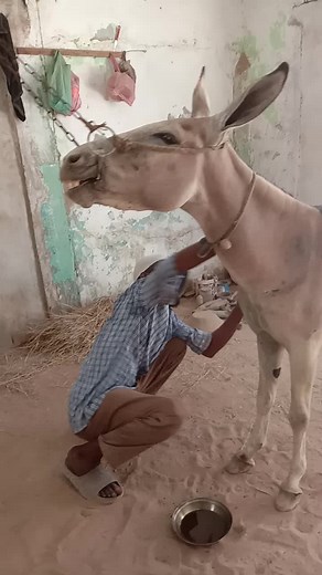 Caring for Donkey Hooves: A Step-by-Step Guide