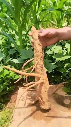 GIANT ROOT digging out nature’s treasure 😮🌱🪓#shorts #gardening #farming #plants #garden #shorts