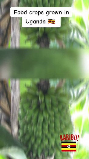 Food Crops in Uganda: A Guide to Farming in the Heart of Africa
