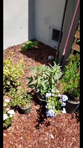 caught a monarch laying eggs on my milkweed! #fyp #garden #gardening #plants #howto | Gardening Life