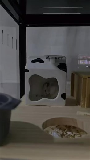 FACT : HAMSTER SYRIAN CAN SELF GROOMING LIKE A CAT. THEY A LICK THEM BODY ITS SELF. #syrianhamster #hamster #hamstercare #smallanimal #PetsOfTikTok