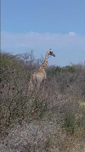 Guiding Newborn, Giraffe Mom's First Lessons in Mokolodi Nature Reserve, Botswana