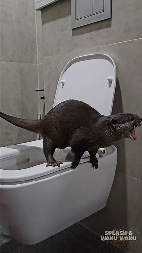 Otter Splash Figured How to Use Toilet #otter #poo #toilet