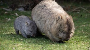 Overgrown Wombat Cub Refusing To Leave His Mother’s Pouch Is Adorably Relatable