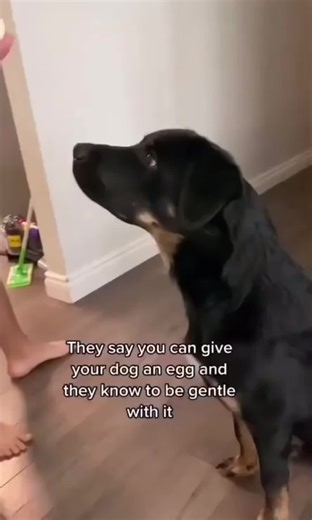 Royar_nice on TikTok