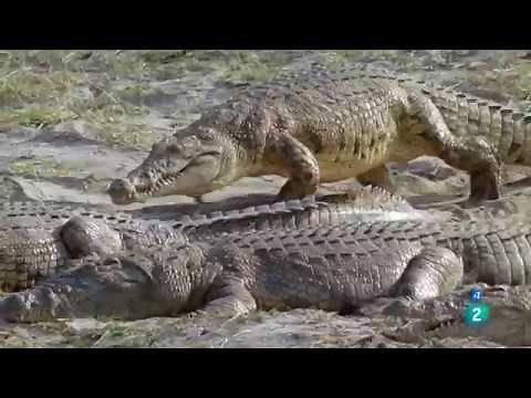 El lado oscuro de los cocodrilos | Grandes Documentales