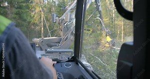 Logging machine cutting down trees, cutting branches and laying trunks for further transportation to the woodworking factory. View from the cockpit of the complex, you can see the work of the operator