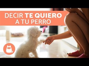 7 WAYS TO TELL A DOG YOU LOVE HIM