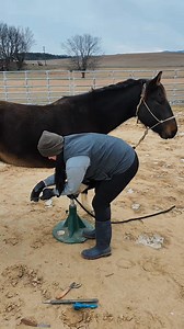 Trimming Nevada's hooves 🥹🩵 | Blue Pine Quarter Horses