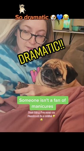 Hilarious Pug Drama: Screaming Dog Gets Manicure