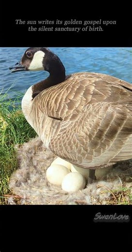 Silent Vigil #Eggs , love & hope Day20 20260417 #Nature #Goose v1
