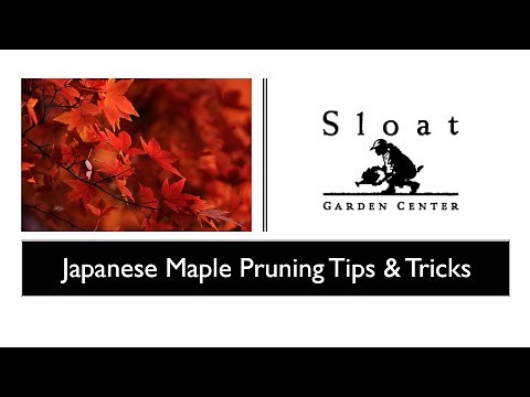 Japanese Maple Pruning Tips & Tricks