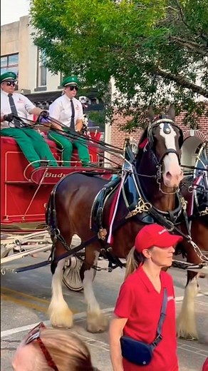 Budweiser Clydesdales Parade through Phoenixville