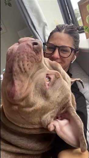 American Bulldog with a massive head #funny #americanbully #interesting