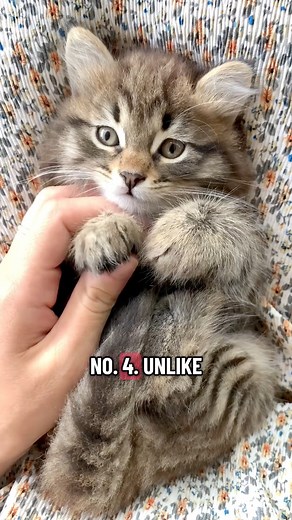  **5 Interesting Cat Facts You Didn’t Know!** Think you know everything about cats?   Which fact shocked you the most? #cats #catFacts #catsOfFacebook #cuteCats #petLovers #funFacts #animalFacts #felineFriends #viralvideo #reelVideo #learningIsFun #didYouKnow #petEducation #funReels #pets #petVideos #catWorld #catLife #meow #kitty | Viral ScenesPk | Facebook