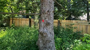 Neighbors fighting to save trees as AEP plans to cut down dozens to prevent outages