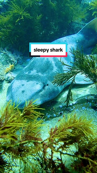 Awakening a Sleepy Draughtboard Shark