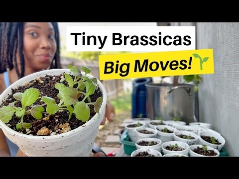 Best Tips For Separating Seedlings🌱(Beginner Friendly)