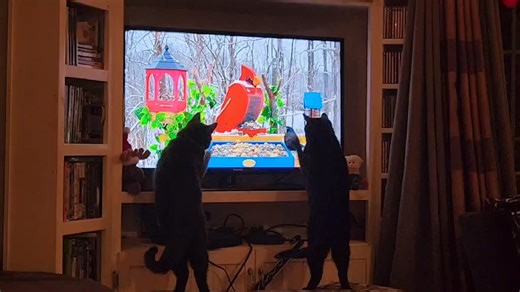 ♥ Update on Mario. Mario had major surgery to remove a bladder stone on Friday. We were really worried about him. Initially a lot of blood in his urine but now it is clearing up. As you can tell from the video, Mario who is on the right and supposed to be resting is already up to high jinks trying to catch birds on the TV! I think he is feeling better ! Thank you for all the good wishes and positive energy for him. Here’s to a speedy recovery 🤕with no complications. 😇 ♥ | Hearts to Homes Felin