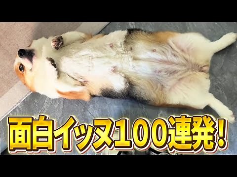[Here you go~ This is what you want, right? Here you go~] 100 funny dog ​​videos full of things t...