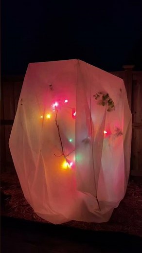 WARNING: Cold Is Coming! This Will Protect Trees From A LATE FREEZE