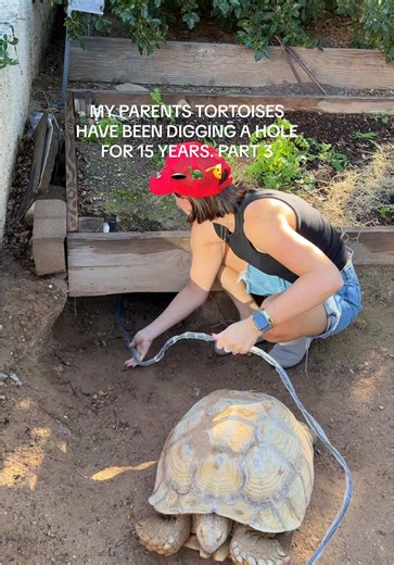 I wish I had a better ending for you guys 🥲 give me your next suggestions #tortoises #sulcata #aldabra #tortoiseinarizona #digging