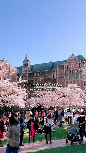 Cherry Blossom Season in Seattle: A Must-See Sight