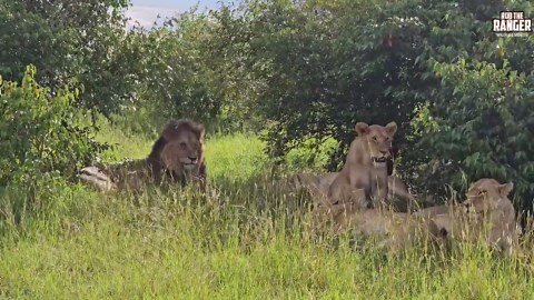 Lions Wake in Afternoon Heat Lazy Predator Scene