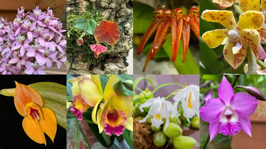 Check out 6 ways orchids use tricks to reproduce