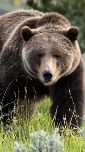 California grizzly bear #bear #calfornia #grizly #funny #nature #wildlife #cute