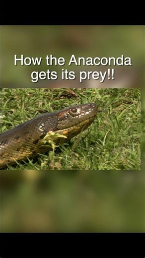 Anacondas will SQUEEZE you to DEATH!! #anaconda #snake #wildlife #animals