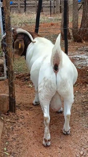 Buying a Boer buck isn’t an expense — it’s a long-term investment. One high-quality Boer buck can transform your entire herd through faster growth, better body conformation, improved kidding rates, and higher market value of offspring. If you’re serious about upgrading your genetics, increasing productivity, and maximizing profit, the right Boer buck is the foundation. Invest once, reap the benefits for years. Smart farmers don’t delay — they plan ahead. #BoerBuck #SmartFarming #GoatFarming #Liv