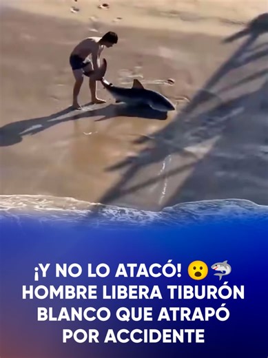 ¡Y no lo atacó! 😮🦈 Hombre libera tiburón blanco que atrapó por accidente. Lo enganchó sin querer mientras pescaba en una playa de California, EU. #TikTokmehizover #tintokinforma #Viral #California