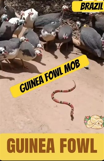 Guinea fowl mob vs snake