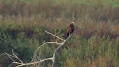 Western Marsh-harrier bird rests in a swamp and drinks water on a...